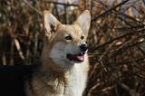 CORGI PEMBROKE 854